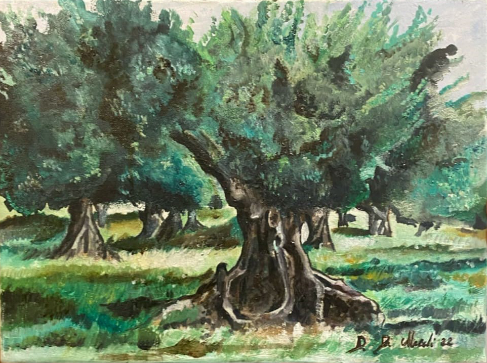 Campo di ulivo Di Miceli Domenico